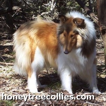 Honey 2005-01-25 fluffy Small_g12i2.jpg